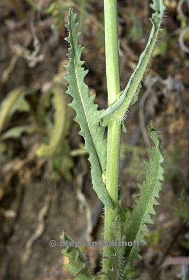 caulanthus coulteri 7 graphic